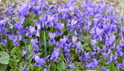 Violet (Viola odorata) grows in the wild