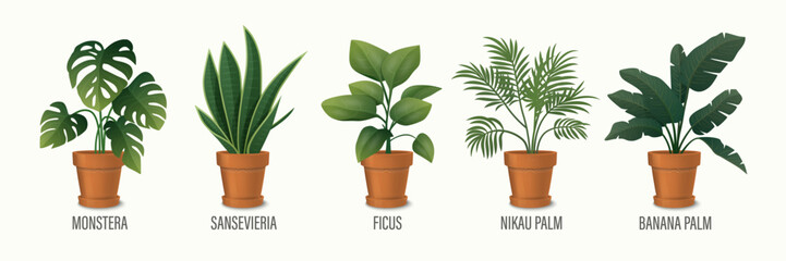 Wall Mural - Vector House Plant in Pot Icon Set - Monstera, Sansevieria, Banana Palm, Ficus, Rhopalostylis, Nikau Palm in Pots Isolated on White. Houseplants Collection, Interior Plants. Vector Illustration