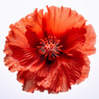 A red poppy flower with water drops. Generative AI.