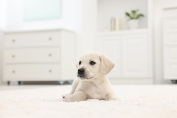 Sticker - Cute little puppy lying on white carpet at home