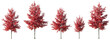 © Roman - Set of Quercus rubra or northern red oak large, medium and small red trees autumn isolated png on a transparent background perfectly cutout