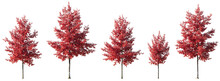 Set Of Quercus Rubra Or Northern Red Oak Large, Medium And Small Red Trees Autumn Isolated Png On A Transparent Background Perfectly Cutout
