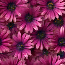 Seamless African Daisy Flowers Illustration Pattern Design Created With Generative AI Technology