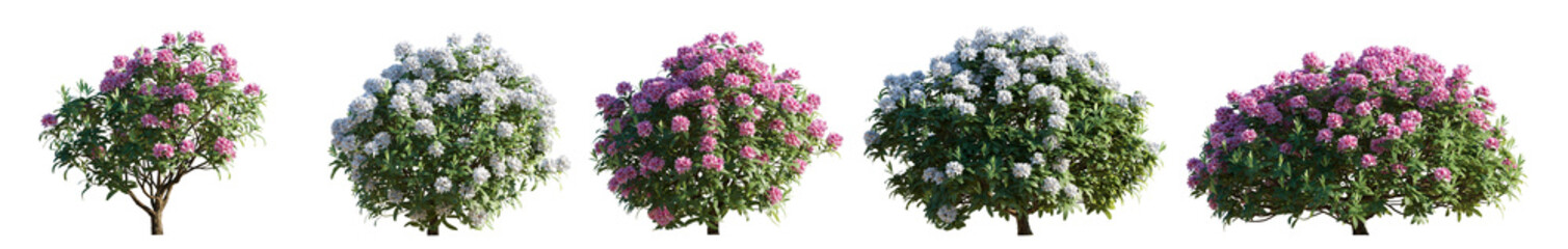 Wall Mural - Set of rhododendron flowering white and pink bush shrub isolated png on a transparent background perfectly cutout