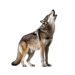 Wall Mural - wolf howling isolated on transparent background - generative ai