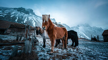 Horses In The Snow