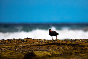 wild native bird sooty oystercatcher (Haematopus fuliginosus) searching for food on the rocks in deepwater national park near agnes water and town of 1770, gladstone region in qeensland, australia