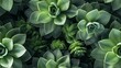 seamless close up of a green succulent plant geometric and natural background texture tile 8k generative ai