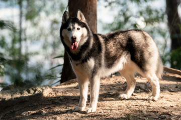  Siberian husky dog is walking in the forest.