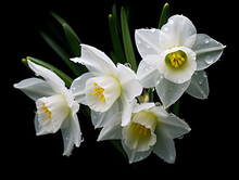 White Narcissus Isolated On Black Background