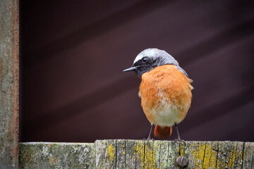 Wall Mural - Gartenrotschwanz ( Phoenicurus phoenicurus ).