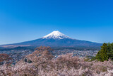 Fototapeta Zachód słońca - 春の富士山と桜