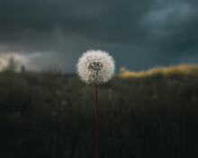 Close Up Shot Of A Dandelion On A Stormy Day