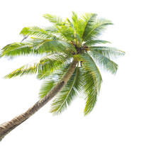 Palm Tree Isolated On White