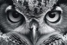 Face Owl Sketch Portrait Closeup Design Black White, Generative AI