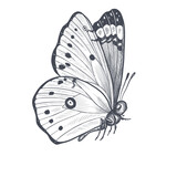 Fototapeta Motyle - butterfly , sketch vector graphics black and white drawing