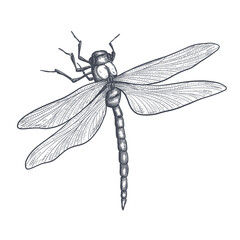 Wall Mural - dragonfly black and white sketch with delicate wings vector illustration black and white sketch