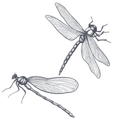 Wall Mural - dragonfly black and white sketch with delicate wings vector illustration black and white sketch