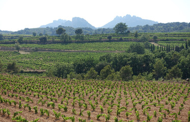 Poster - Weinberge und Les Dentelles de Montmirail