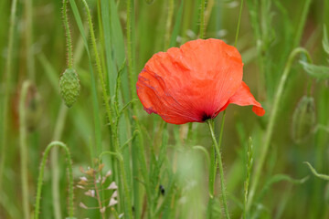 Canvas Print - Klatschmohn