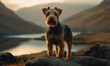 Photo of Lakeland terrier, captured amidst rugged terrain of the Lake District. Terrier stands alert ready to spring into action, with its wiry coat glistening in the early morning sun. Generative AI