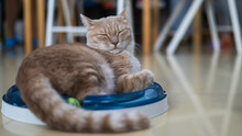 Red Cat Lies On An Interactive Toy. 
