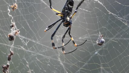 Spider with pray in the spider web