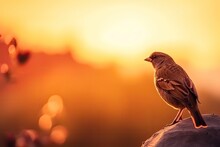 Bird On Sunset Background. Generative AI.