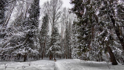 Wall Mural - Snow covered trees in the winter forest with road in cold day. White and black landscape