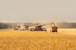Combine harvester harvests wheat