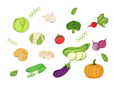 Fototapeta Kuchnia - Set of vegetable gardens for cooking food, suitable for decorating restaurants for logos on a white background.