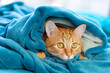 Cute young ginger tabby cat lying on sofa and peeking out from under rug, funny playful pet at home