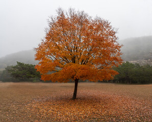 A single lone bigtooth maple tree in full fall colors standing in a field with red leaves on the ground, Lost Maple Natural Area, Texas