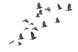 Fototapeta  - flying birds formation of pigeons many  isolated for backgound