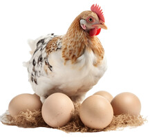 A Caring Chicken Sitting On A Nest With Eggs. The Chicken Has Soft And Fluffy Feathers. A Symbol Of Abundance And Vitality. Isolated On Transparent Background. KI.