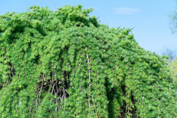 coniferous tree of stiff weeping japanese larch in spring park. deciduous larix kaempferi with falli