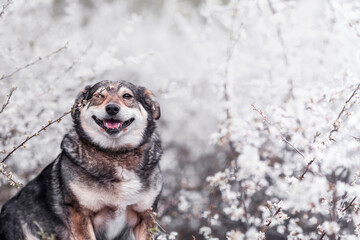 Sticker - cute portrait of a dog in a blooming spring garden