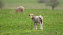 Sheep Look Into The Camera. Lamb In The Field. Farm Animal In The Medow Grazing. Green Grass. Beautiful Advertising Shot.