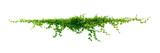 Fototapeta Sawanna - leaf vine Isolate on transparent background PNG file