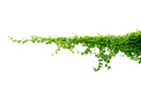 Fototapeta Sawanna - leaf vine Isolate on transparent background PNG file