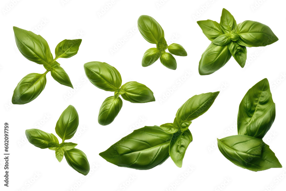 Basil leaves isolated on white background. Top view. Flat lay ...