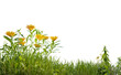 Isolated small grass field and yellows flowers on white background with clippings path, 3d illustrations rendering
