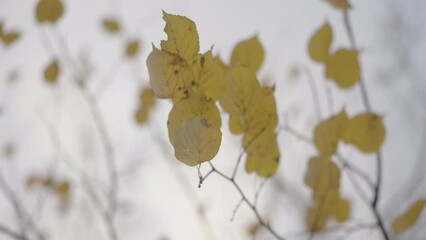 Wall Mural - Slow motion linden tree branch in autumn