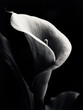 Close up of beautiful arum lily monochrome. Calla-lily black and white. Adorable beautiful calla lily flower. Realistic 3D illustration. Generative AI
