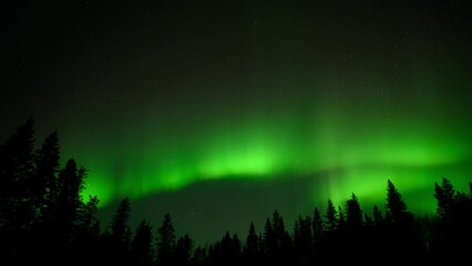 Wall Mural - bright green aurora dance and curl in a sky full of stars above a silhouette of a boreal forest.