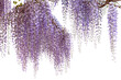 Wisteria flowering branch isolated