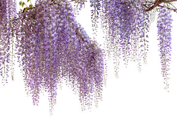 wisteria flowering branch isolated