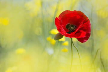 field of bright red poppy flowers in summer