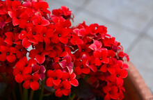 Kalanchoe Blossfeldiana Or Flaming Katy,Christmas Kalanchoe With Red Flowers Popular Cultivated House Plant Native To Madagascar.Selective Focus.