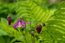 Deep Purple Columbine In Bloom With Green Ferns Behind.